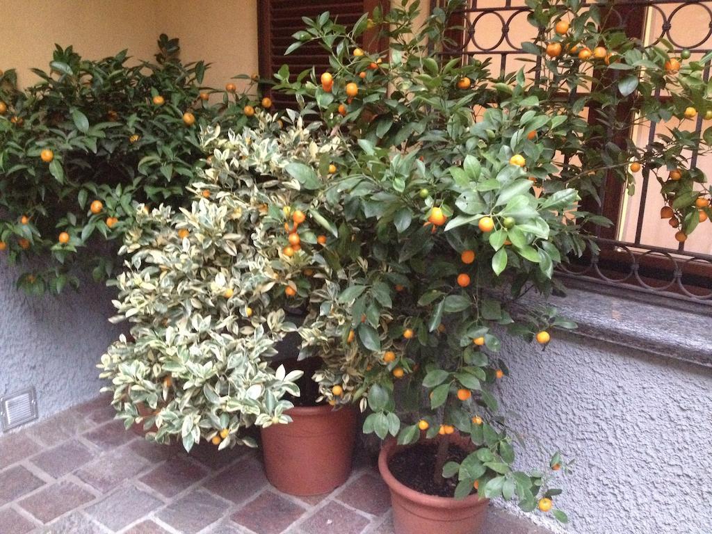 Antica Trattoria Dell'Uva Otel Monza Dış mekan fotoğraf